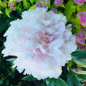 Meet your Posher, Zoe